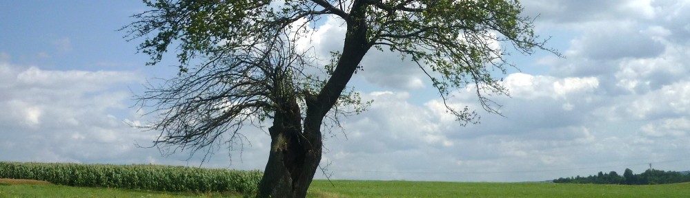 In der Trauer nicht alleine …